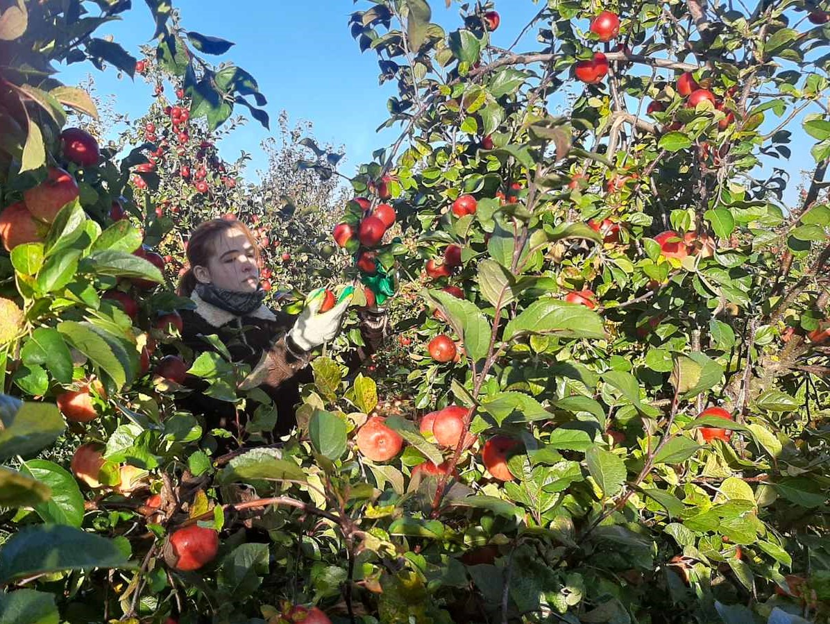Студенты ФИСЭ участвуют в сборе урожая яблок